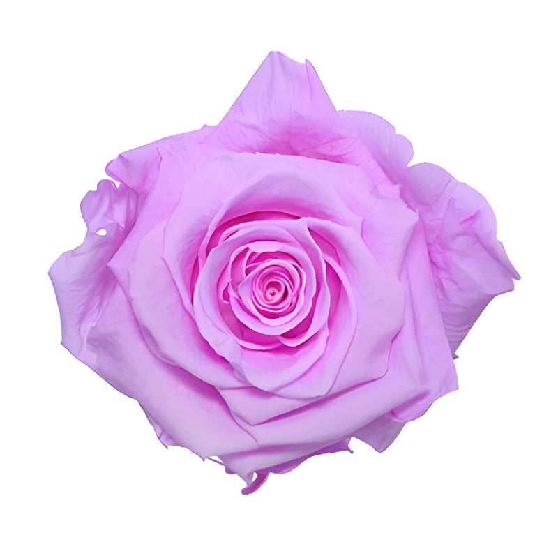 Preserved Baby Lily Rose