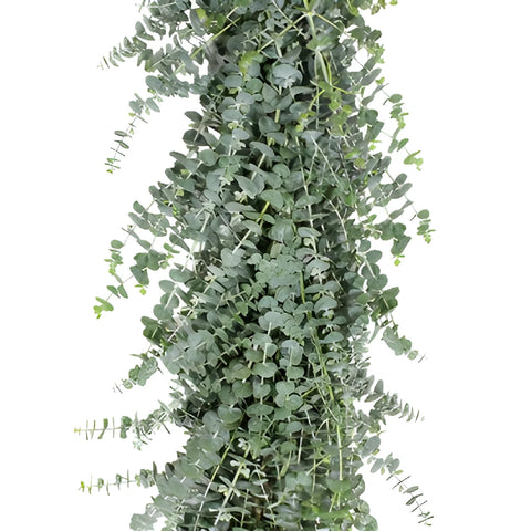 Baby Eucalyptus Garland forsale