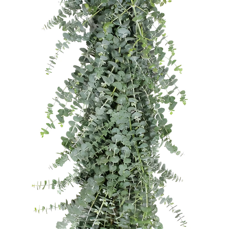 Baby Eucalyptus Garland forsale