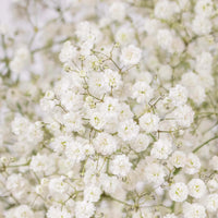 Baby's Breath Flower New Love Close Up - Image