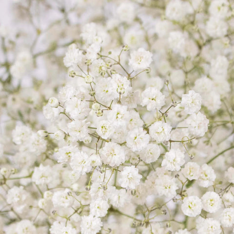 Baby's Breath Flower New Love Close Up - Image