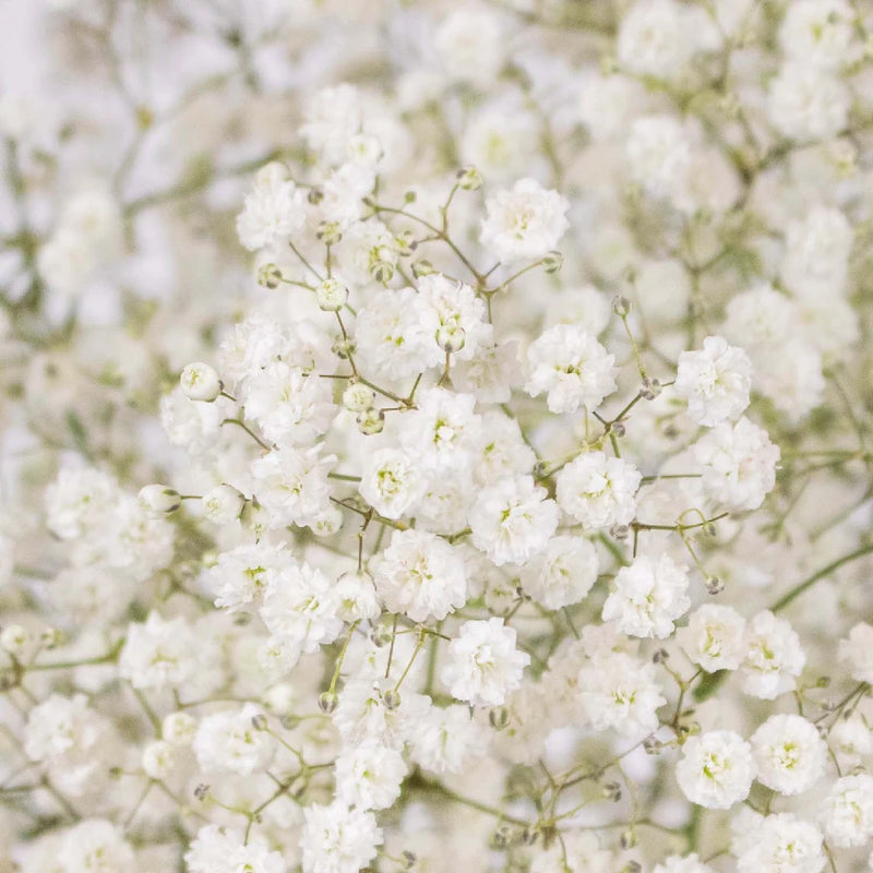 Baby's Breath Flower New Love Close Up - Image