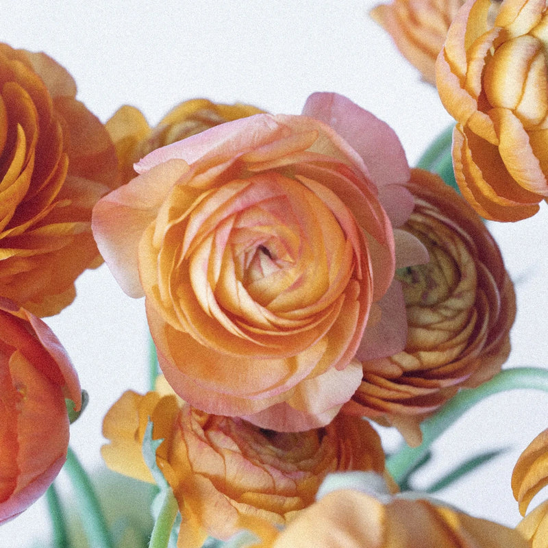 Bahama Mama Italian Cloony Ranunculus Close Up - Image