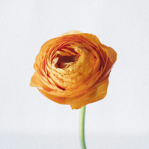 Bahama Mama Italian Cloony Ranunculus Stem - Image