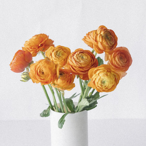 Bahama Mama Italian Cloony Ranunculus Vase - Image