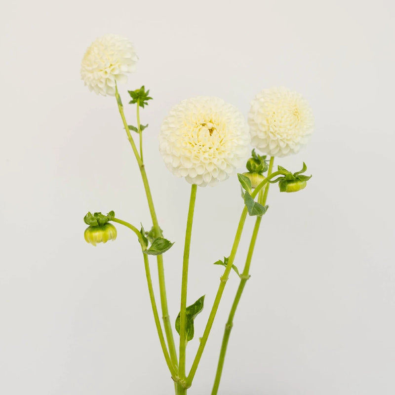 White Ball Dahlia Flower