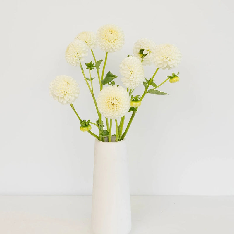 White Ball Dahlia Flower