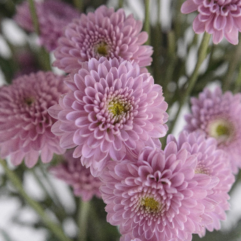 Bashful Becky Button Flower Close Up - Image