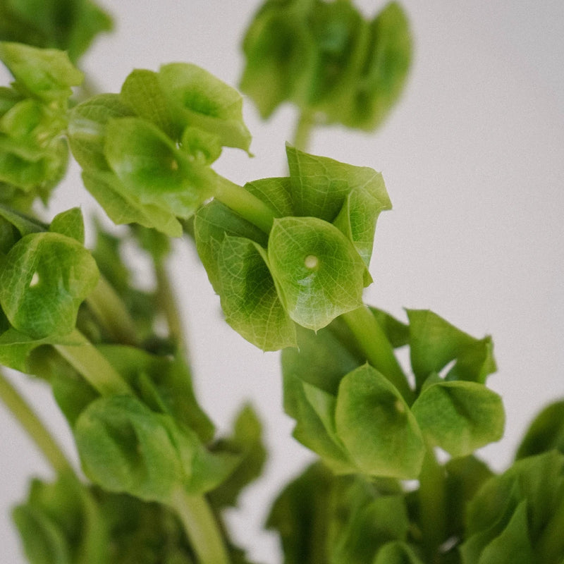 Bells Of Ireland Molucella Greenery Close Up - Image