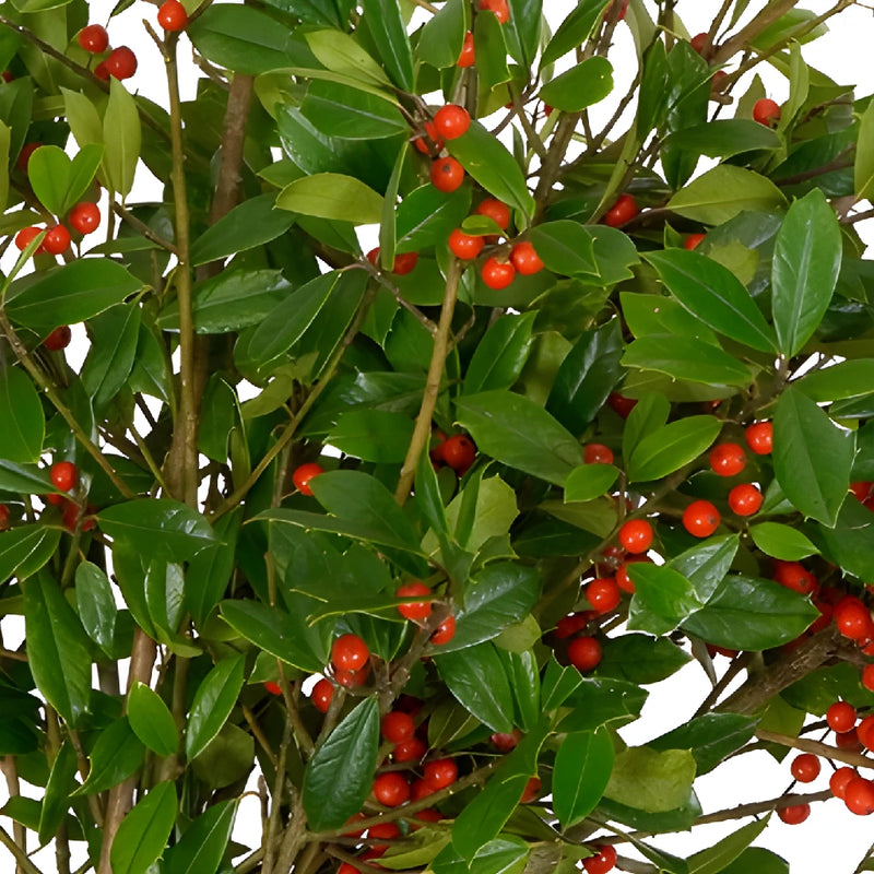 St. Augustine Holly Holiday Greenery