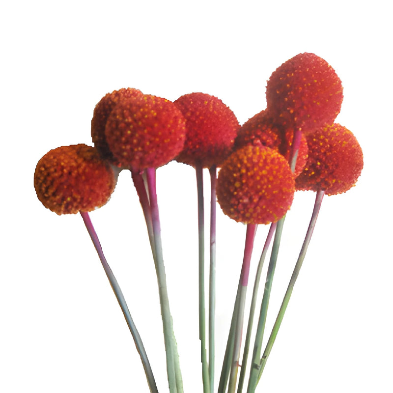 Red Craspedia Billy Balls