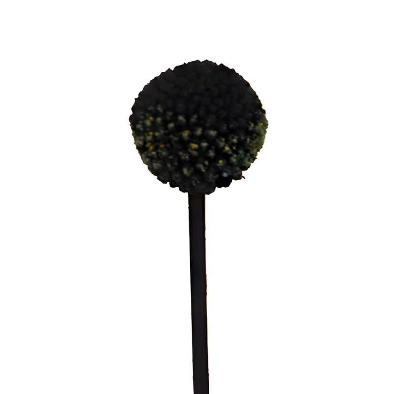 Black Craspedia Billy Balls