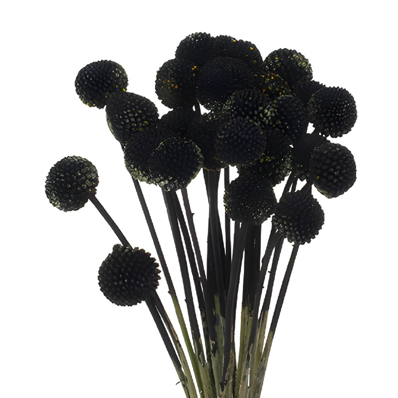 Black Craspedia Billy Balls