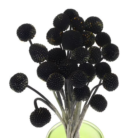Black Craspedia Billy Balls