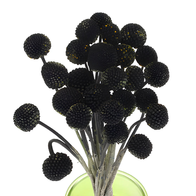 Black Craspedia Billy Balls