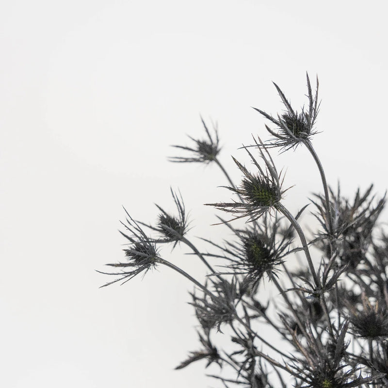Black Thistle Flowers Close Up - Image