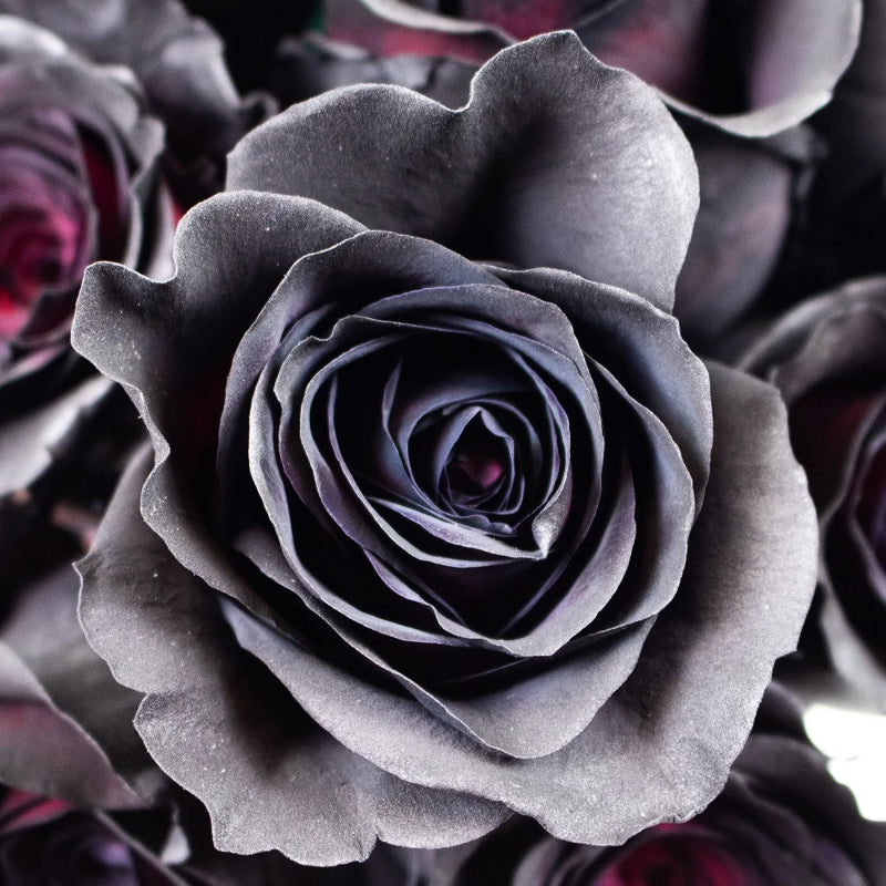 Black Widow Rose Flower Up Close