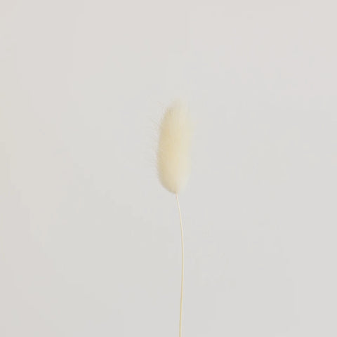 Bleached Dried Bunny Tails Stem - Image