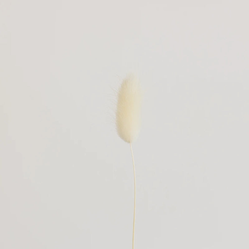 Bleached Dried Bunny Tails Stem - Image
