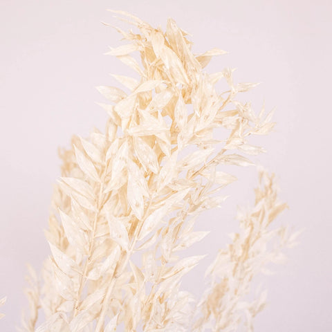 Bleached Dried Italian Ruscus Greenery Up Close