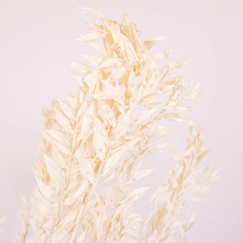 Bleached Dried Italian Ruscus Greenery Up Close