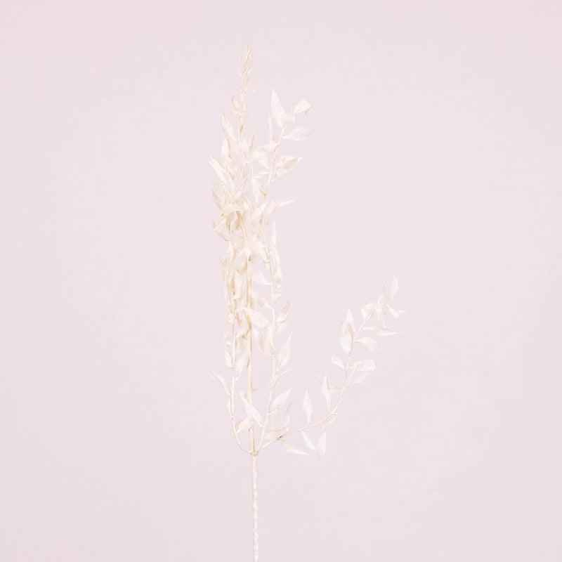 Bleached Dried Italian Ruscus Greenery Stem