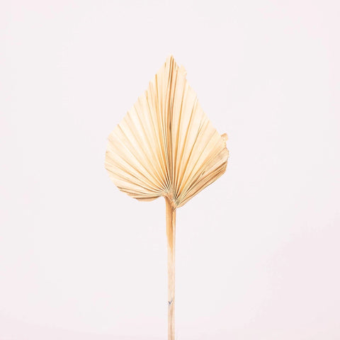 Bleached Dried Palm Spears Stem