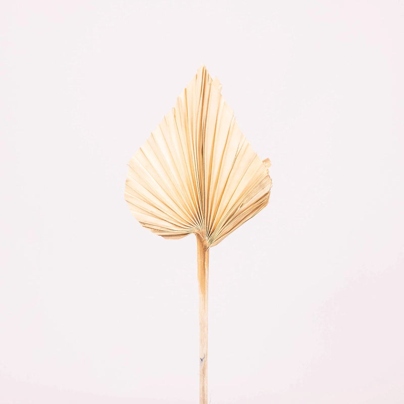 Bleached Dried Palm Spears Stem
