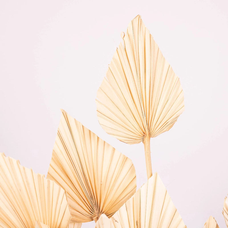 Bleached Dried Palm Spears Up Close