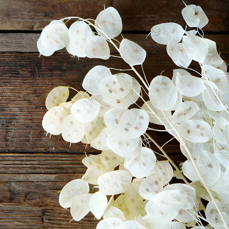 Natural Dried Lunaria