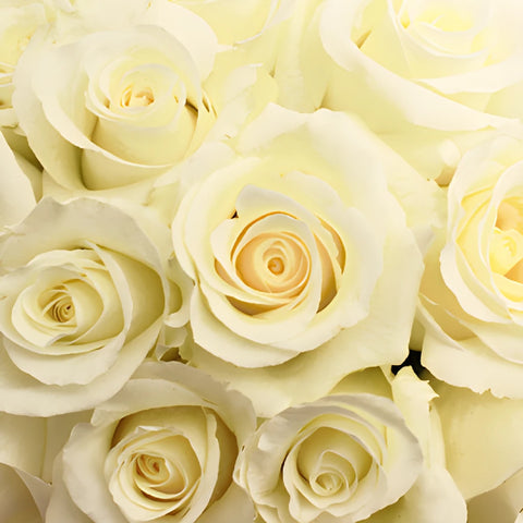Blizzard White Rose