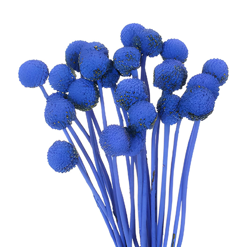 Blue Craspedia Billy Balls