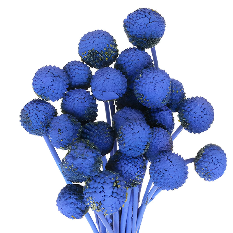 Blue Craspedia Billy Balls