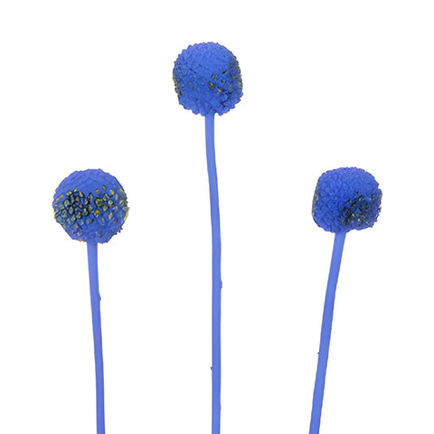 Blue Craspedia Billy Balls