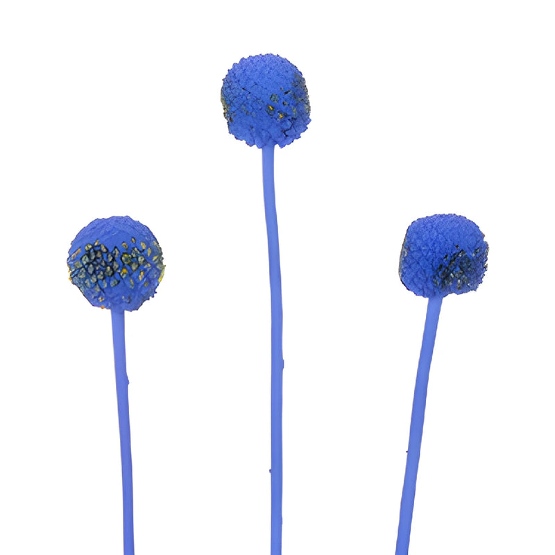 Blue Craspedia Billy Balls