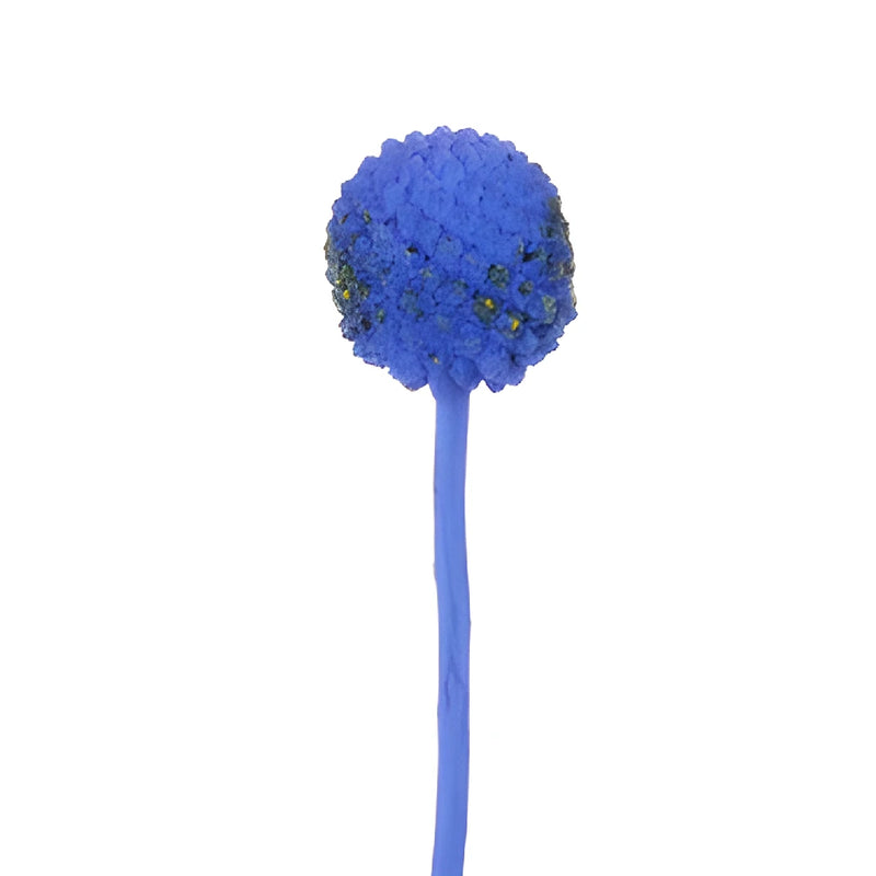 Blue Craspedia Billy Balls