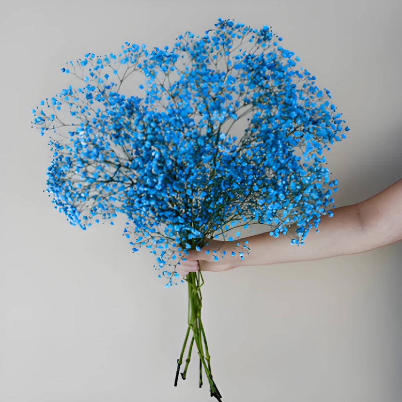 Blue Baby's Breath Flower