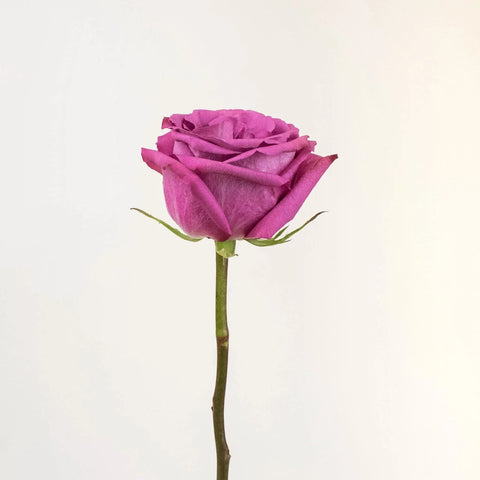 Blueberry Purple Rose Stem