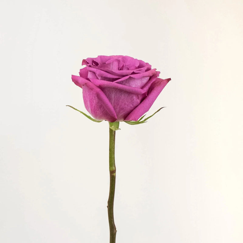 Blueberry Purple Rose Stem