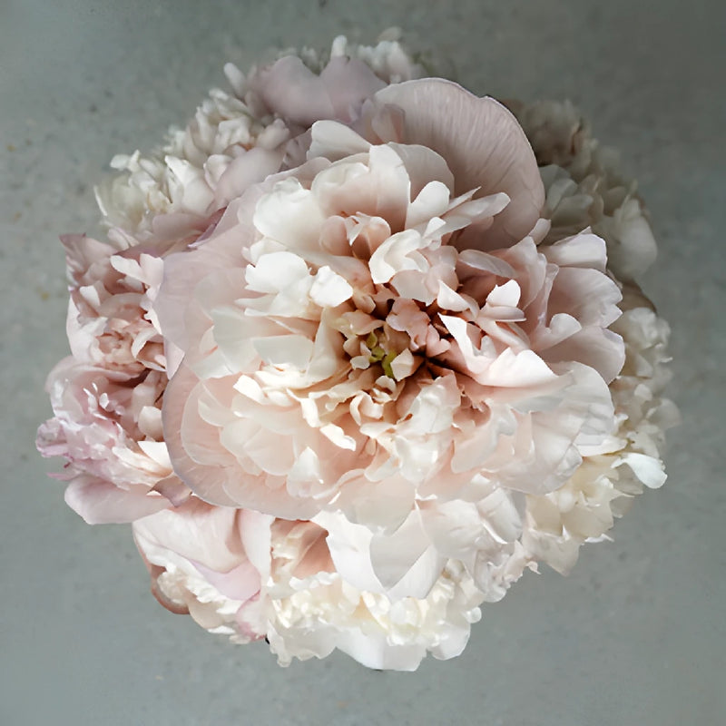 Blush Brownie Peony Bloom View