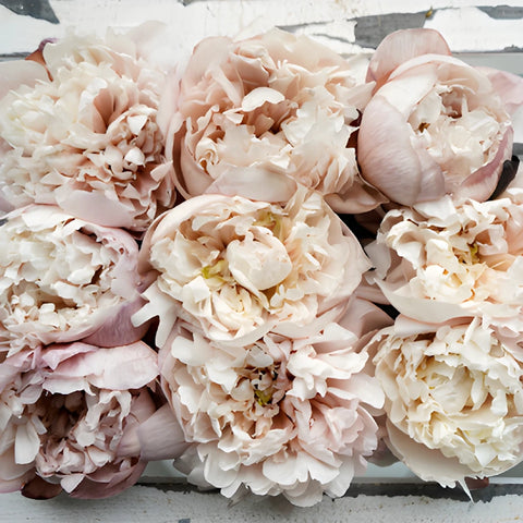 Blush Brownie Wholesale Peony Bunch