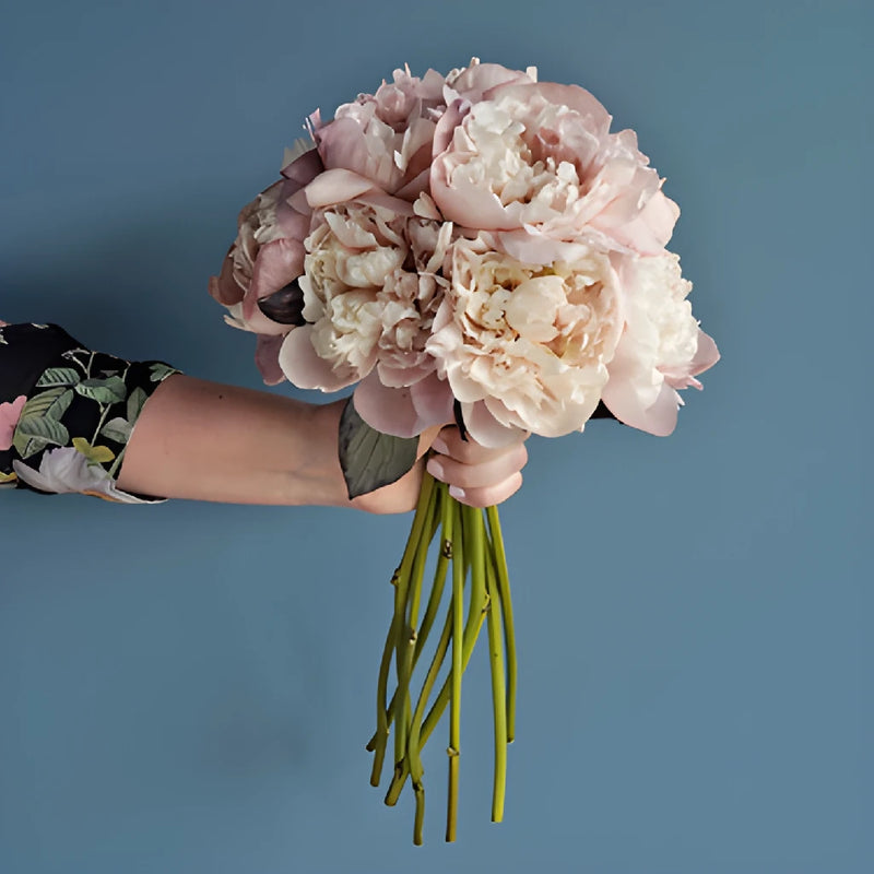 Blush Brownie Wholesale Peony Bunch in a hand