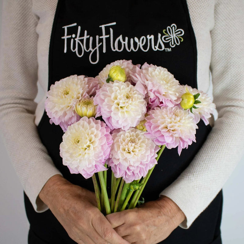Blush Peekaboo Dahlia Flower Bunch in Hand