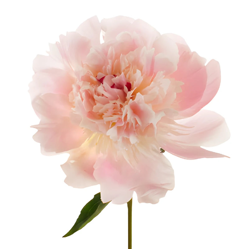 Blush Pink Alertie Peony Stem