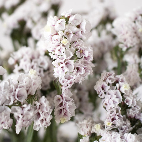 Blush Statice Flower Up Close
