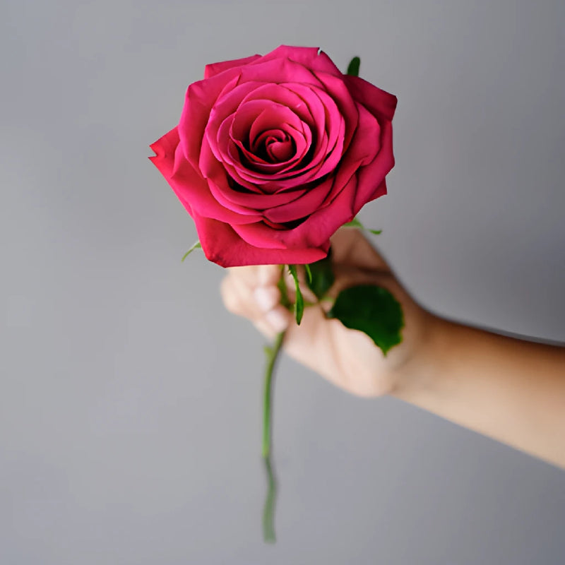 Roseberry Pink Rose