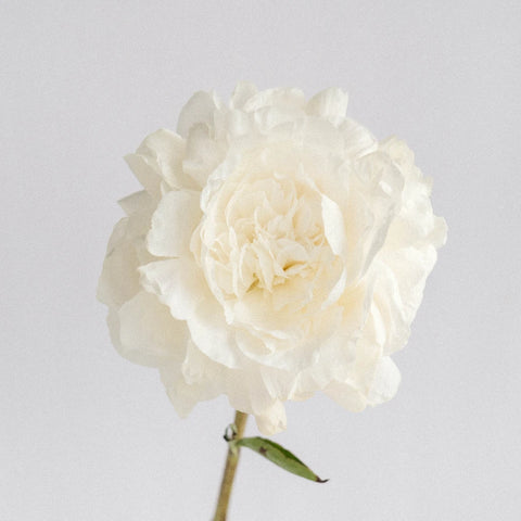 Boule De Neige Peony Stem - Image