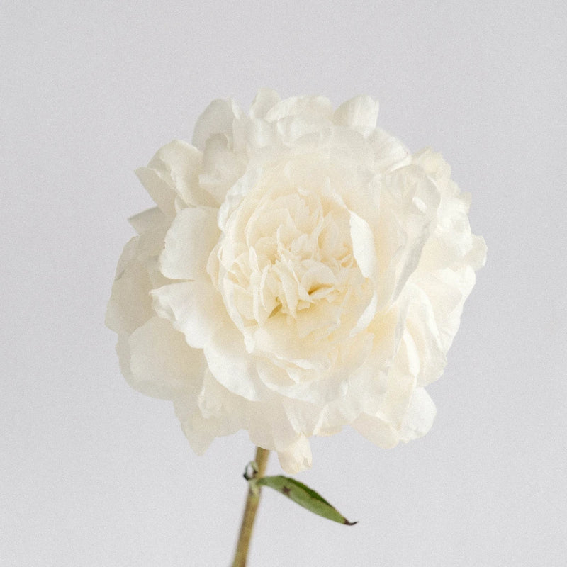 Boule De Neige Peony Stem - Image