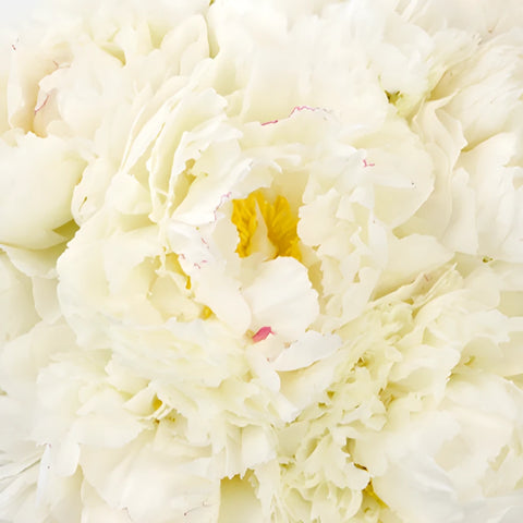 Bowl of Cream Peonies up close