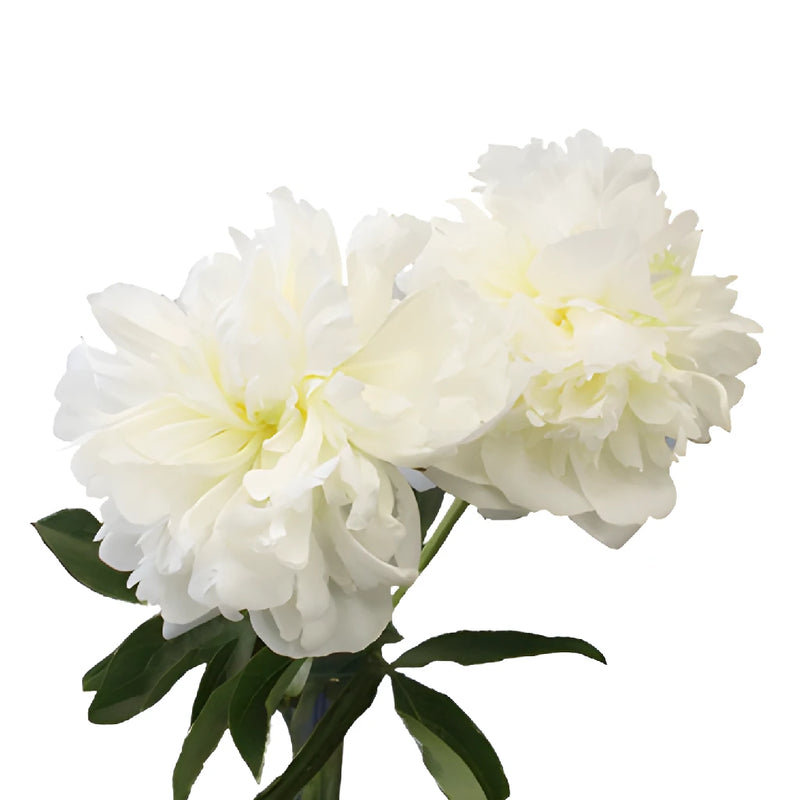 Bowl of Cream Peonies for April Delivery